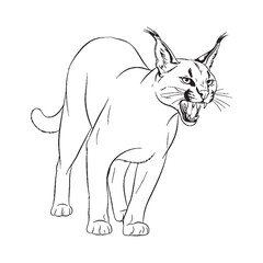 Reflecting Caracal Wildness - Caracal vector - Caracal Line art - Caracal Drawing - Vector Lineart of Caracal - Caracal illustration - its powerful core

