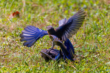 The Blue bird (Motacilla sialis) fights between males