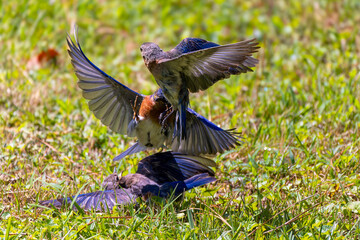 The Blue bird (Motacilla sialis) fights between males