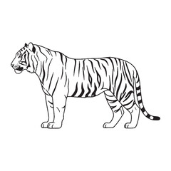 Wild Feline Spirit - Tiger vector - Tiger Line art - Tiger Drawing - Vector Lineart of Tiger - Tiger icon - truly part of pure wildlife

