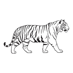 Tiger's Defining Form - Tiger vector - Tiger Line art - Tiger Drawing - Vector Lineart of Tiger - Tiger icon - its enduring character

