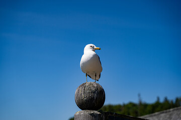 View of a seagull standing against blue background.