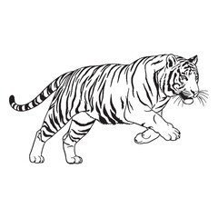 Detailed Tiger Attributes - Tiger vector - Tiger Line art - Tiger Drawing - Vector Lineart of Tiger - Tiger illustration - showing every inherent aspect

