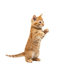 Obraz premium A young, playful domestic orange tabby kitten with bright ginger fur and subtle stripes, standing on hind legs with raised front paws, looking curiously to the side, isolated on a bright white