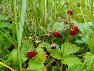 A bunch of ripe raspberries growing in the grass