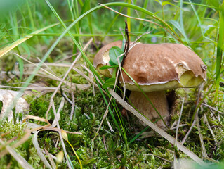 A small brown mushroom sitting in the grass