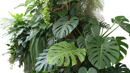 Lush green monstera deliciosa leaves and cascading plants isolated on transparent background