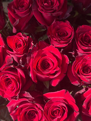 Bouquet of red roses