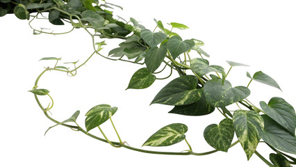 Variegated epipremnum aureum pothos vine with heart shaped leaves isolated on transparent background