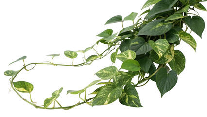 Epipremnum aureum devils ivy plant with variegated green and yellow leaves isolated on transparent background