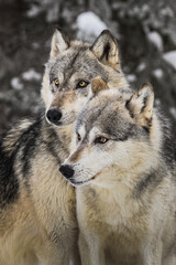 Grey Wolves (Canis lupus) Stand Together Winter