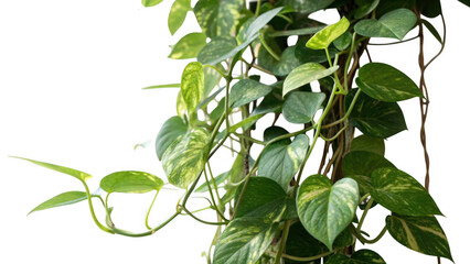 Vibrant green devil s ivy plant with variegated leaves cascading downwards isolated on transparent background