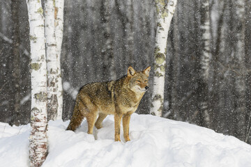 Coyote (Canis latrans) Stands in Snowfall in Birch Forest Winter