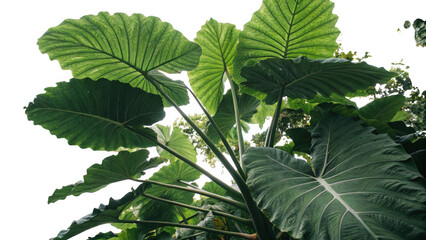 Lush green elephant ear plant leaves viewed from below with a transparent background isolated on transparent background