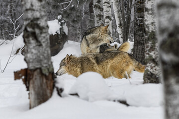 Grey Wolves (Canis lupus) Mill About in Woods Winter