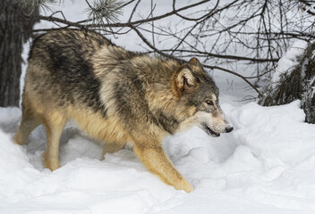 Grey Wolf (Canis lupus) Walks Right Past Trees Winter