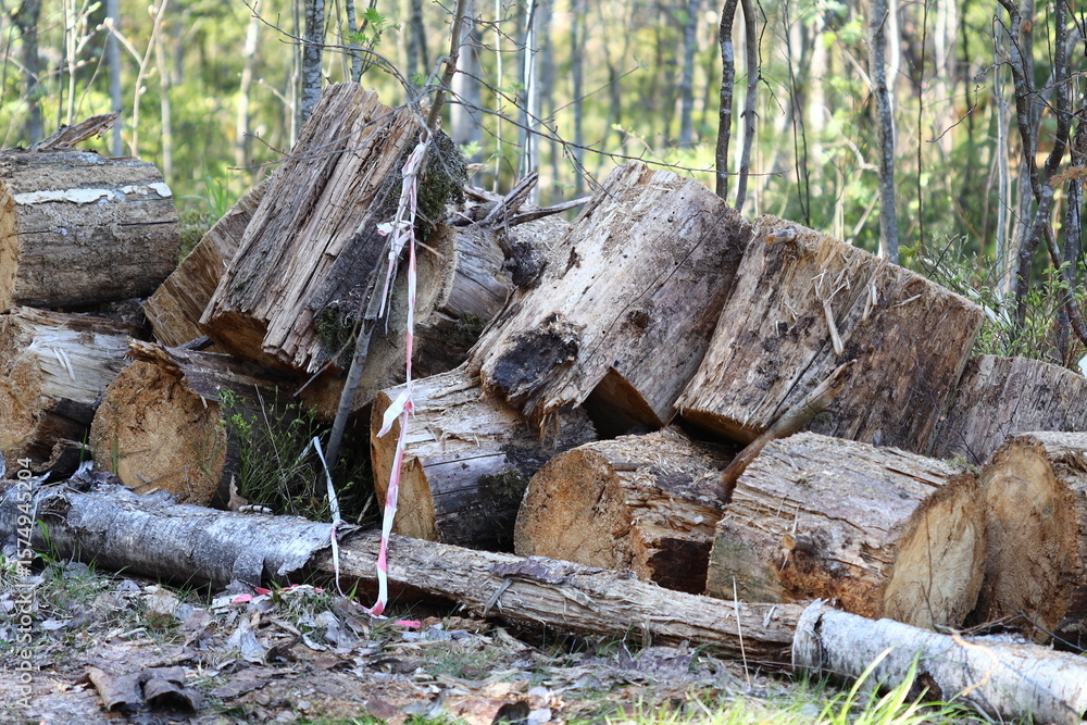 Poster a stack of logs sits in the middle of a dense forest, surrounded by trees and foliage