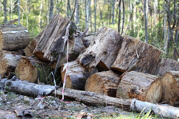 A stack of logs sits in the middle of a dense forest, surrounded by trees and foliage