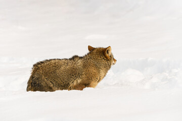 Coyote (Canis latrans) Looks to Right Ears Pressed Back Winter