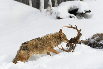 Coyote (Canis latrans) Sniffs at Top of Head of White-Tail Deer Winter
