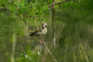 Egyptian goose on a tree trunk in a pond, Egyptian goose in the sunshine, Alopochen aegyptiaca...