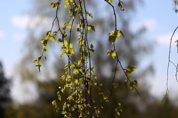 Detailed view of a tree branch featuring lush green foliage