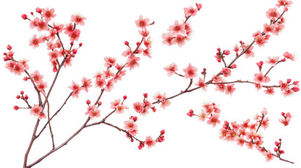 branch of cherry blossom on white background