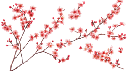 branch of cherry blossom on white background