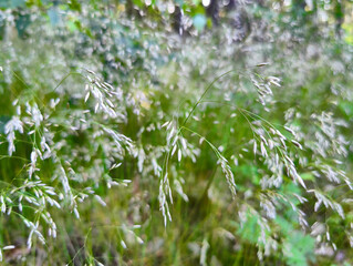A close up of some grass in a field of tall grass