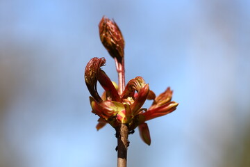 A close-up shot of a flower bud emerging from a twig, highlighting the delicate details of the blooming process