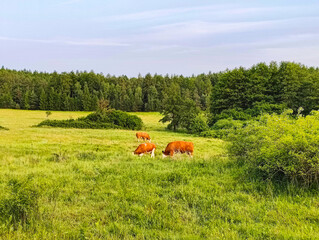 A herd of cows grazing in a grassy field with trees in the background