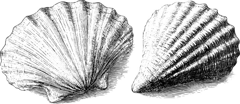 Detailed engraved cockle shells with vintage texture for design and decor