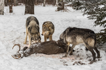 Three Grey Wolves (Canis lupus) at White-Tail Deer Carcass Winter