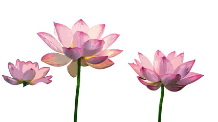 Three Pink Lotus Flowers on Transparent Background