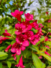 A bunch of pink flowers that are on a bush