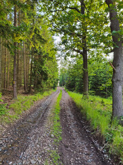 A dirt road in the middle of a wooded area surrounded by trees