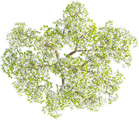 Top view of Pear Tree	- Pyrus Cordata