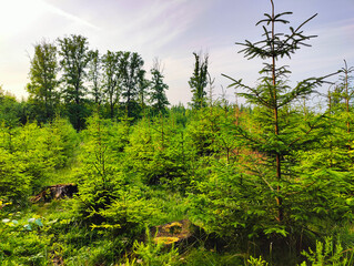 A field of green plants and trees in the middle of a forest