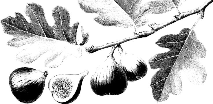 Vintage fig tree branch with leaves and fruit for botanical design