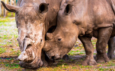 Two white rhinoceroses (Ceratotherium simum) tenderly nuzzle on open grassland, their massive horns...