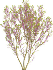 Side view of Chinese Redbud Tree - Cercis Chinensis