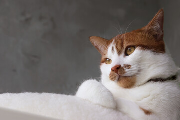 A ginger and white cat sitting in a bed with a thoughtful expression.
