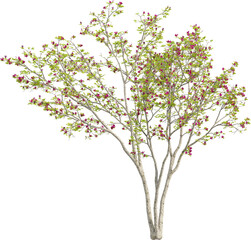 Side view of Magnolia Tree - Magnolia Liliiflora