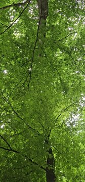 Vogelgezwitscher im Wald, pure Entspannung