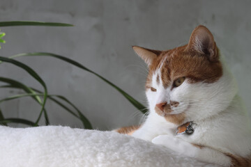 A ginger and white cat sitting in a bed with a thoughtful expression.