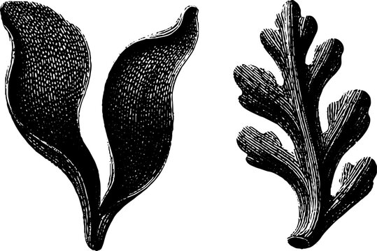 Engraved botanical illustrations of kelp blade and holdfast for design use