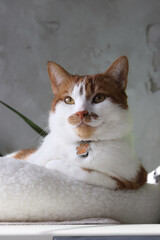 The cat is sitting with a thoughtful look. The cat is ginger with white patches. Close-up.