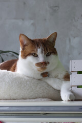 A ginger and white cat in a bed, stretching a paw forward. Thoughtful expression.