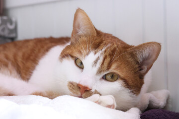 A ginger and white cat looking at the camera with a thoughtful expression.