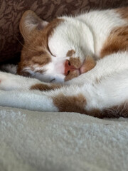 A ginger and white cat sleeping on its side with paws stretched out. Close-up.